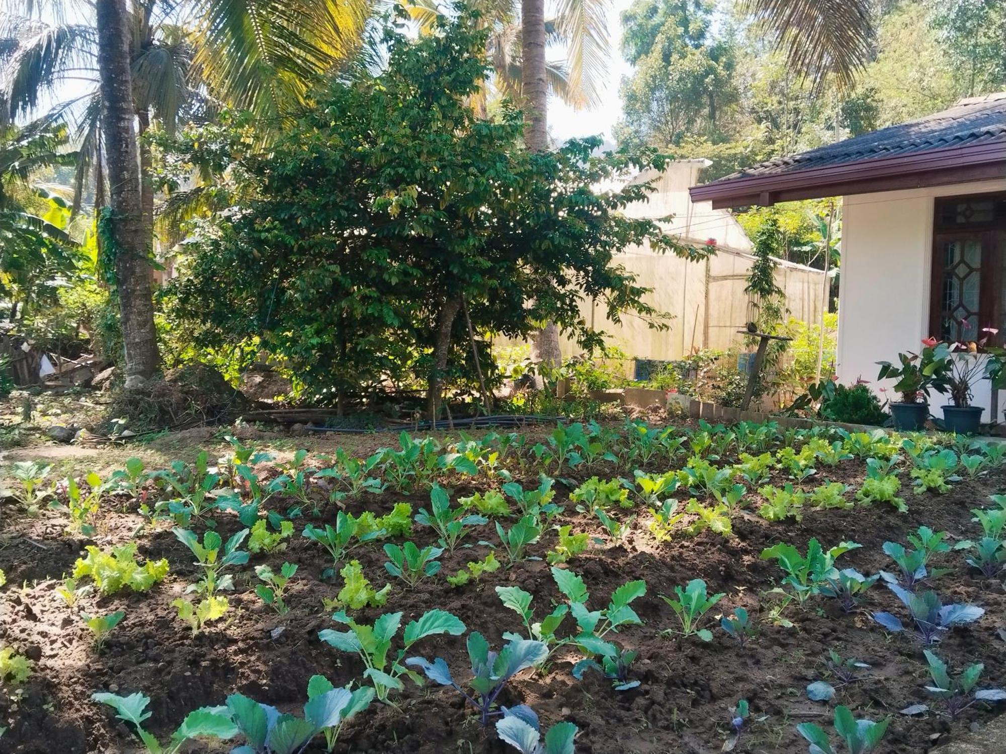 Ella Nature Valley Homestay מראה חיצוני תמונה