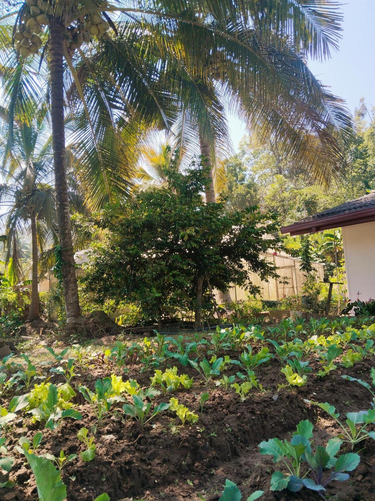 Ella Nature Valley Homestay מראה חיצוני תמונה